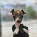 오독안심분양센터 강아지분양 고양이분양 하남점 이미지