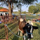 세틀러(SETTLER) | 텍사스 라운드락 올드 세틀러 공원에서 1박 2일 패밀리 캠핑 구경 후기 🏕️ 집에서 기르던 가축까지!