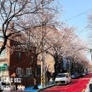 레드로드(어울마당로) 이미지