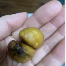 웰빙단밤 먹어본 솔직 후기! 건강한 간식 찾는다면 추천