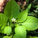 개나리공원2 이미지