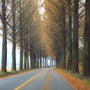 순창 메타세콰이어길 이미지