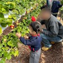 꼬꼬상회 | 딸기체험에 베이킹까지, 가성비 좋은 실내야외체험활동 : 김해가야딸기테마파크 29개월 아이후기