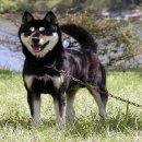 진도개영농조합 이미지