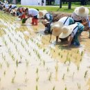 하호분교 이미지