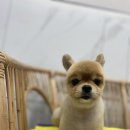 여수죽림동물병원 애견미용실 이미지