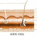 크림피부네일 이미지