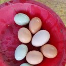 율리농장 이미지