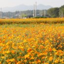 코스모스메디칼 이미지