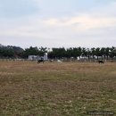 수호 자동차 | 아이동반 승마체험 대부도 베르아델 캠핑장 C1사이트 후기