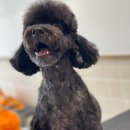 바나나 반려견 미용실 이미지