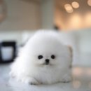 수원-0871 이미지