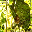 Tarsier(안경원숭이)(Bohol,Cebu,Philippine) 이미지