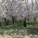[충남 당진] 곳곳에서 펼쳐지는 봄꽃의 향연 이미지