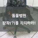 애니케어동물병원 이미지