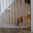 강촌골능이능이백숙 이미지