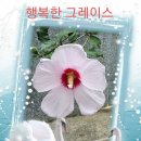그레이스피엠