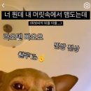 텐빠 이미지
