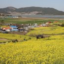 내가본꽃씨 이미지