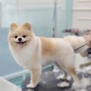 웰니스 펫뷰티 이미지