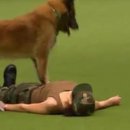 바른개 생활 이미지