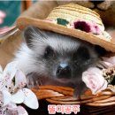똘이수퍼