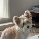 별따줄개 이미지