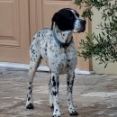 레드앤화이트독 이미지