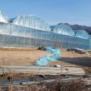 체리목장 이미지