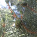 밤골어린이공원 이미지