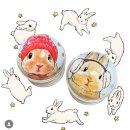 아이폰케이스 위시리스트 | 이번에도 골라보자🐰