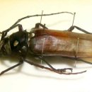 장수하늘소 이미지