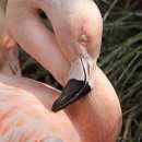 플라밍고 이미지