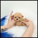 유앤미펫 강아지분양 고양이분양 용인점 이미지