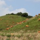 풍경목장 이미지