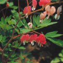 산야초 - 원주시 건등로 2-7 | 산야초