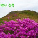 4월30일(일요일) 번개산행 화순 안양산 철쭉산행 이미지