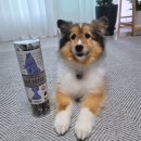 해덕농장 | 강아지 저알러지 간식 추천 / 폴카독베이커리 대구껍질 크런치 스틱