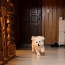 스케치독 이미지