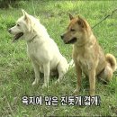 신토불이 이미지