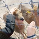 진사슴농장 이미지