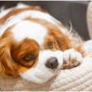 신천동물병원 이미지