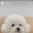 스위트 피피 이미지