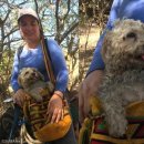 도시 강아지 이미지