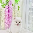 강아지미용실 정독 이미지