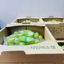 샤인푸릇 네이버블로그