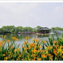 7월 13일(수) 조선붕어의 네번째 벙개(부여 궁남지 연꽃축제)에 초대합니다 이미지