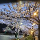 봄비 온뒤의 밤벚꽃놀이(2)(법회:2024년4월9일 10시) 이미지