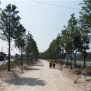 진교 메타세쿼이아길 이미지