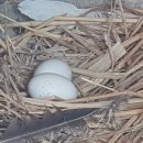 푸르뫼농장 이미지